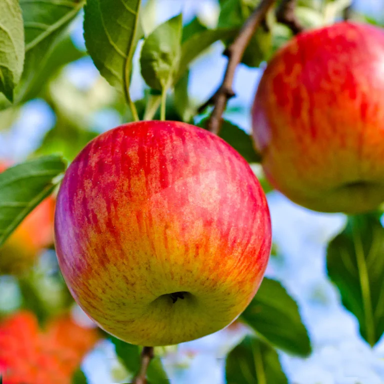 Fuji_Apple_1