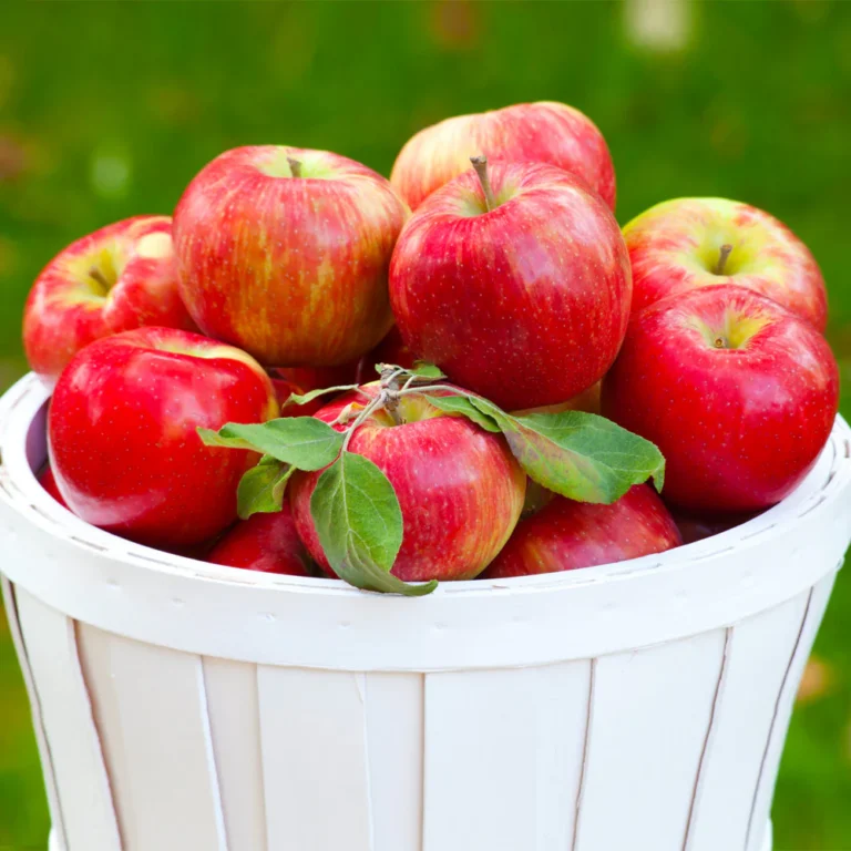 Honeycrisp_Apple_1_BB