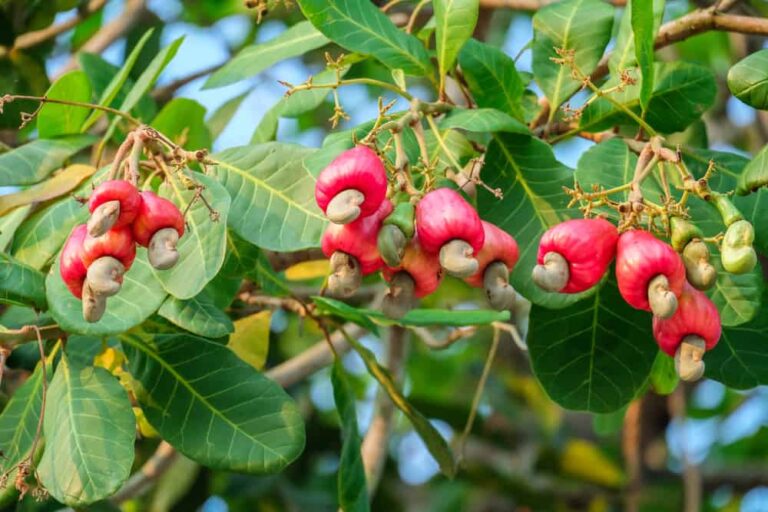 How-Are-Cashews-Processed